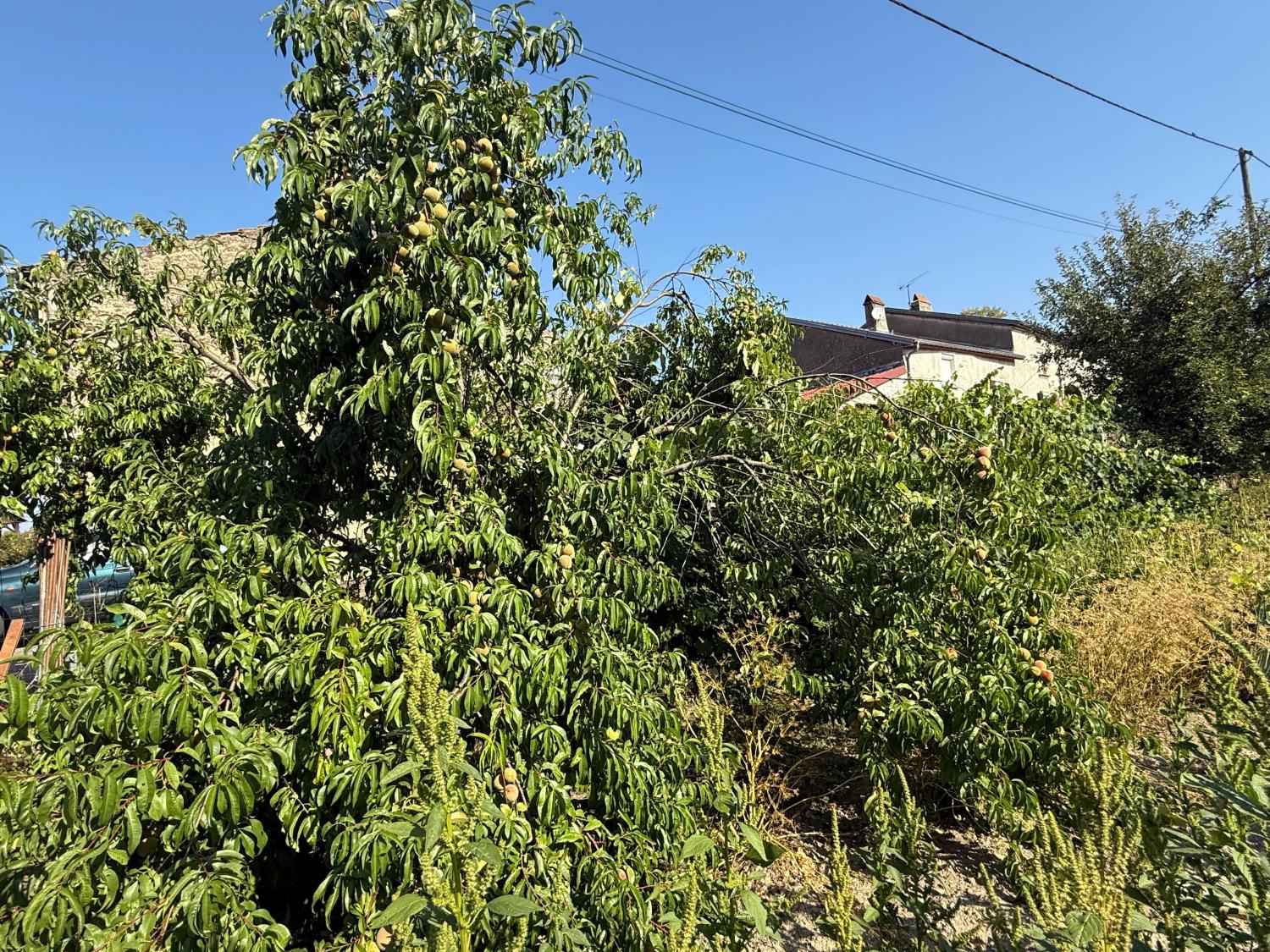 kaufen Dorfhaus Enfonvelle Haute-Marne 19