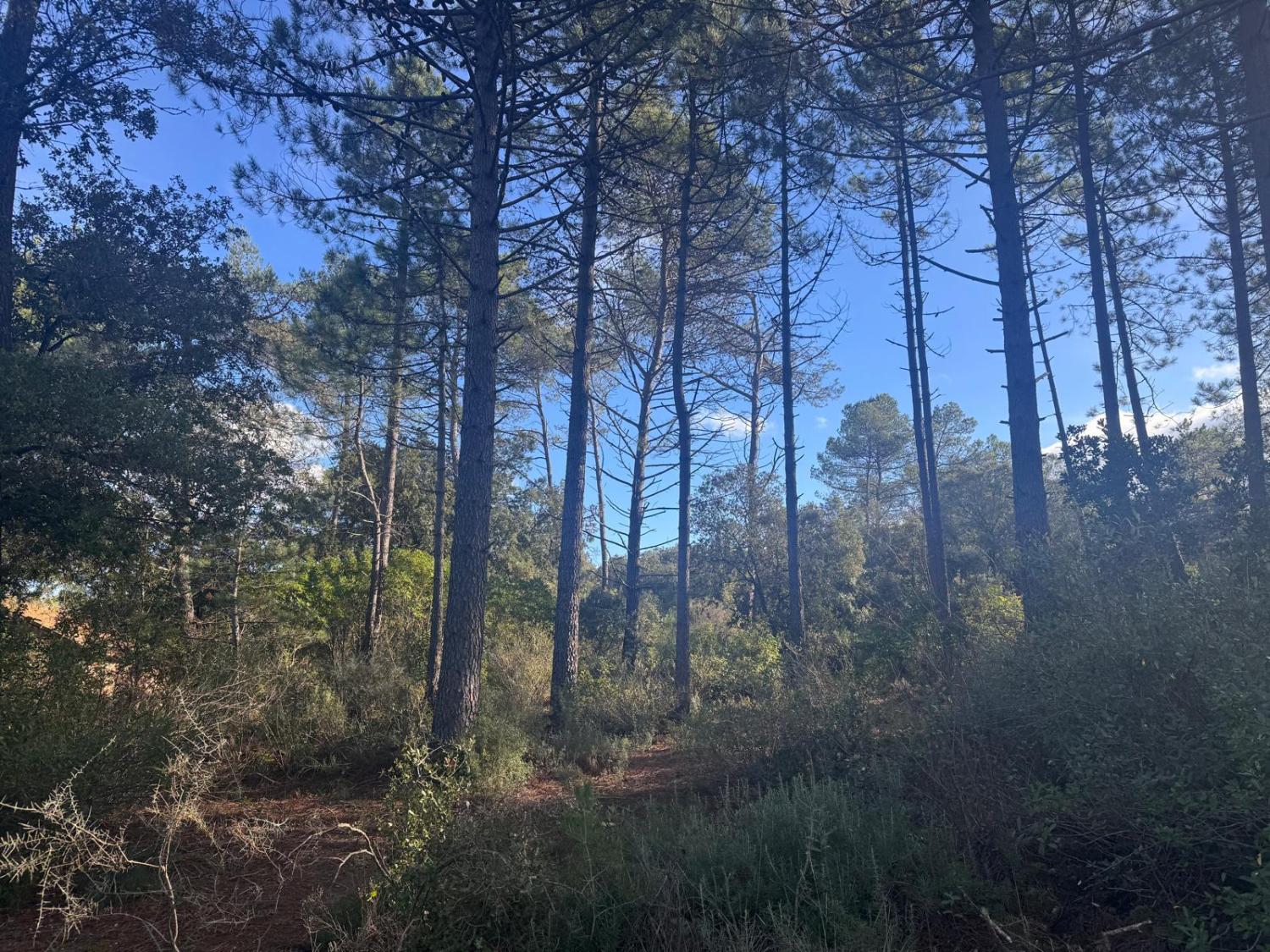 kaufen Haus Bédarieux Hérault 28