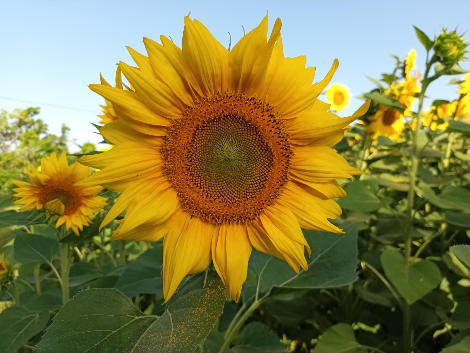  kaufen Häuser mit Zuhause Puy-l'Évêque Lot 37