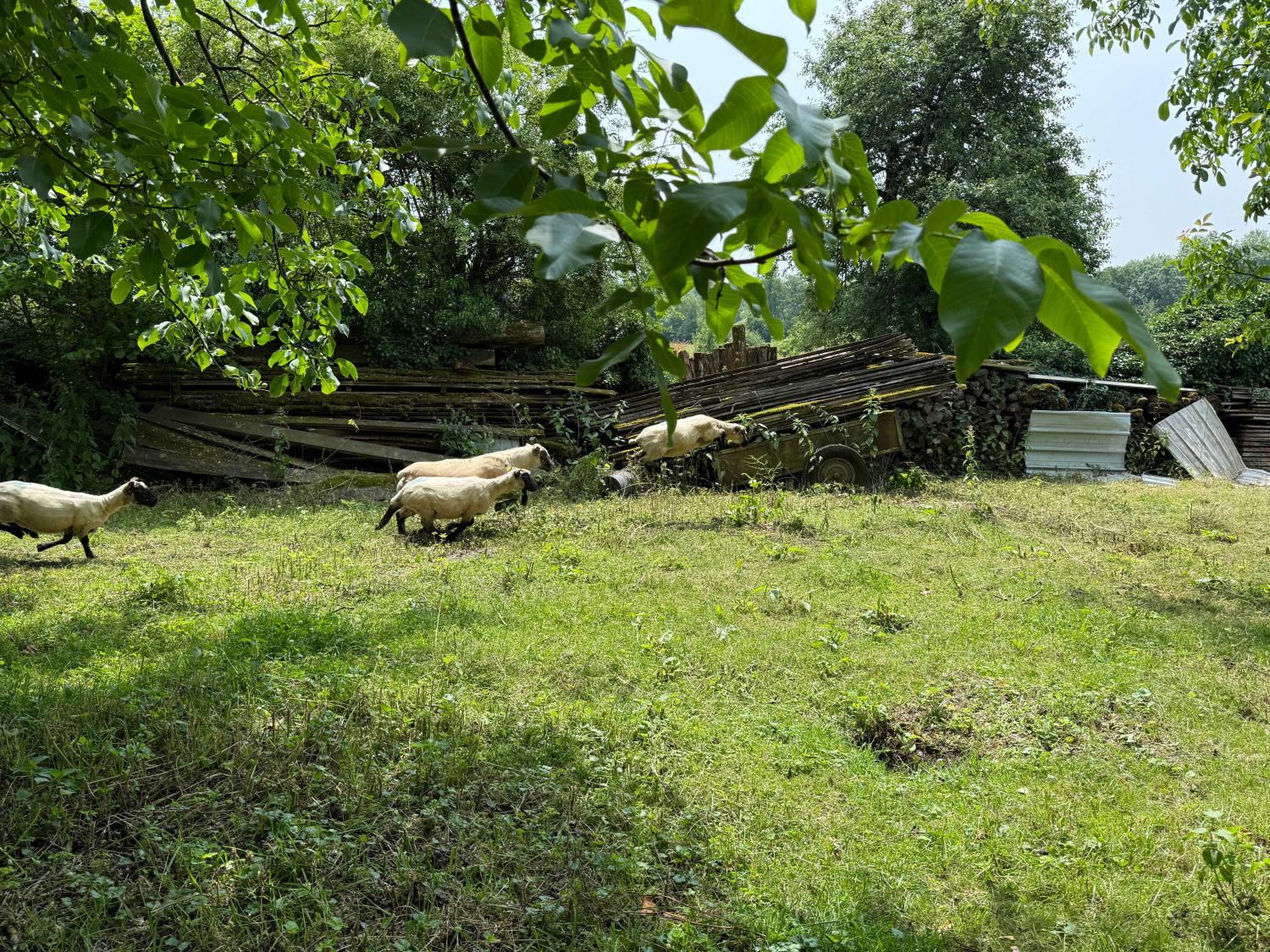 kaufen Dorfbauernhof Confracourt Haute-Saône 37