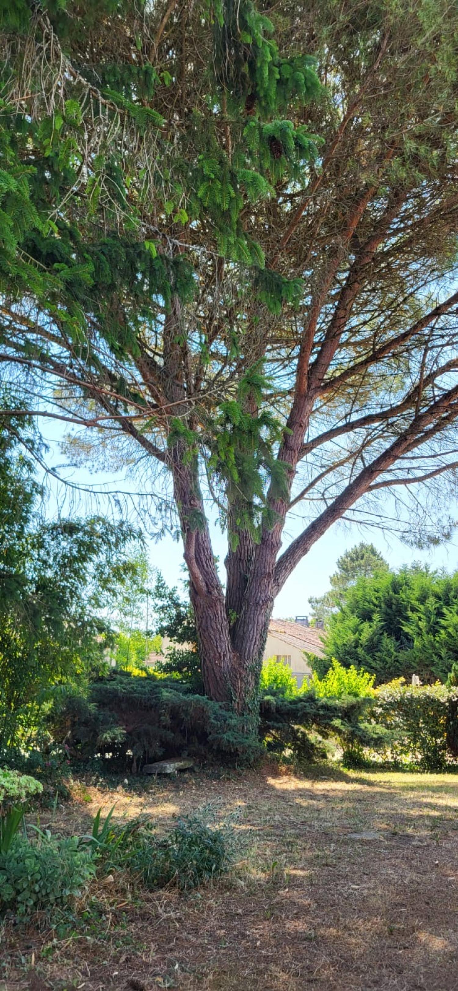  kaufen Haus Saint-André-de-Lidon Charente-Maritime 55