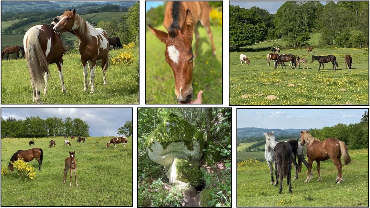  kaufen Landgut Brousse Creuse 2