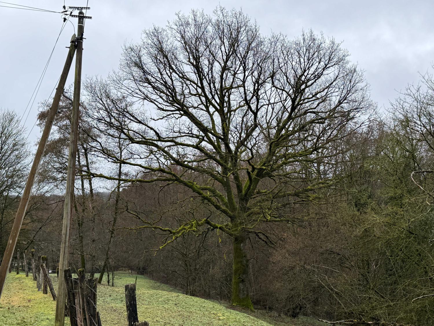 kaufen Ferienhaus/ Gästezimmer Viviers-le-Gras Vogesen 45