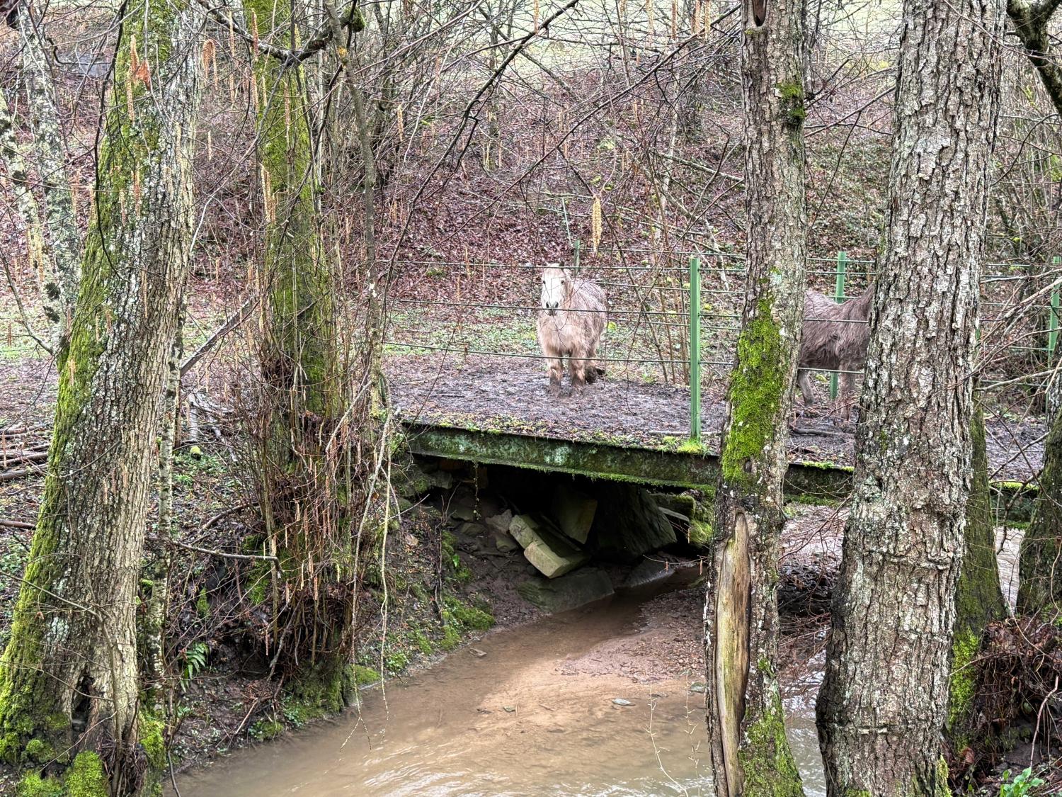 kaufen Ferienhaus/ Gästezimmer Viviers-le-Gras Vogesen 44
