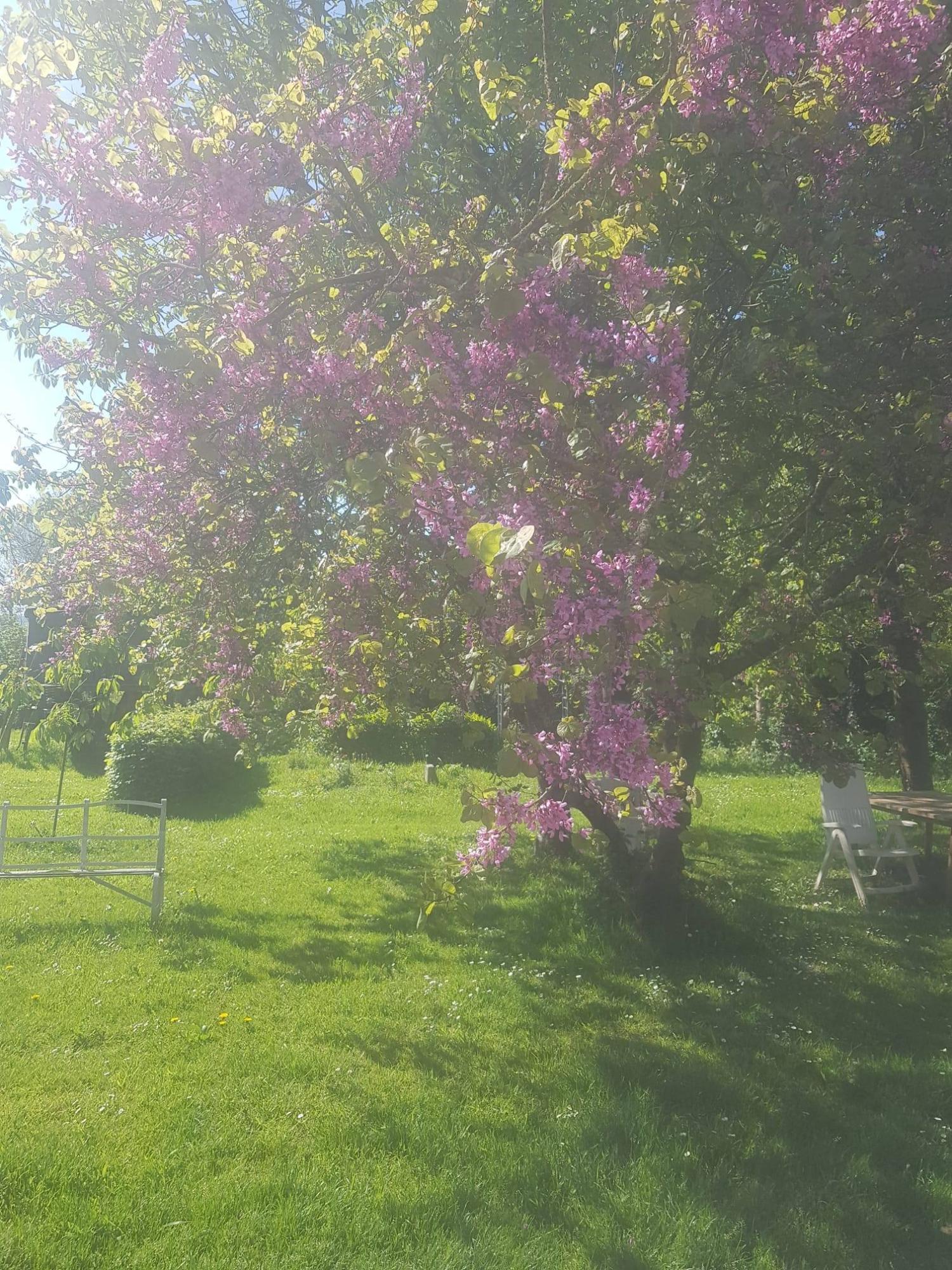  kaufen Freistehend Saint-Denis-le-Gast Manche 25