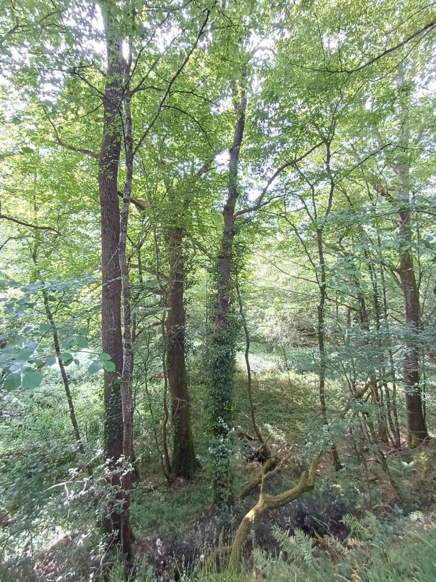  kaufen Haus Saint-Plantaire Indre 24