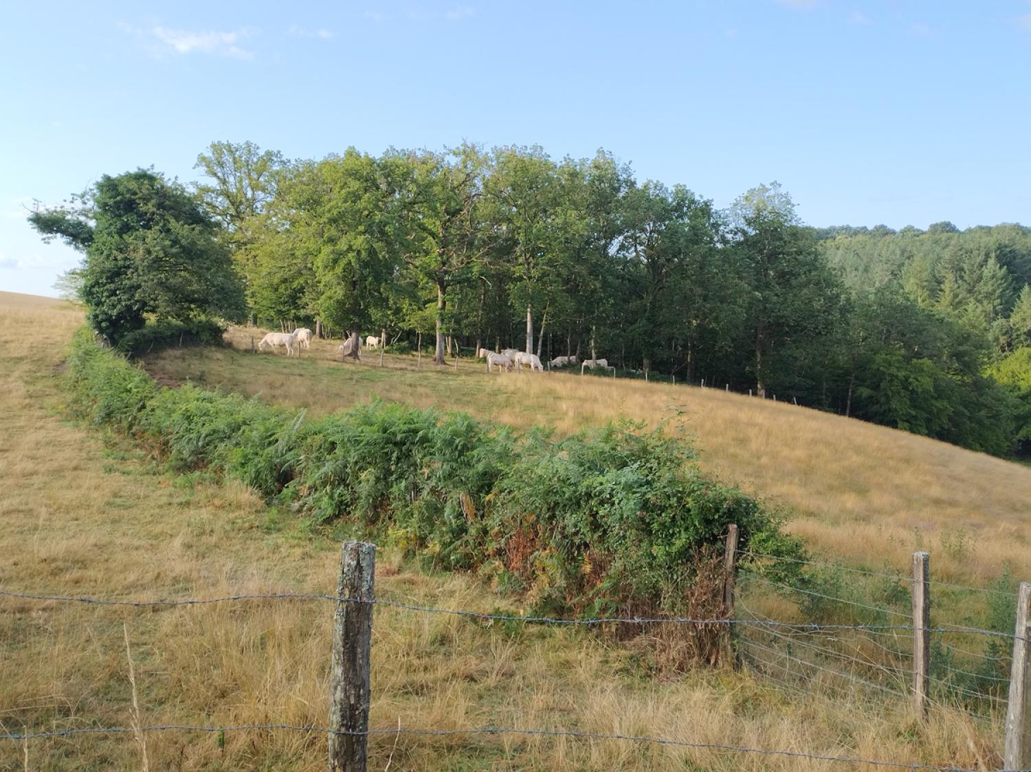  kaufen Bauernhof Uxeau Saône-et-Loire 15