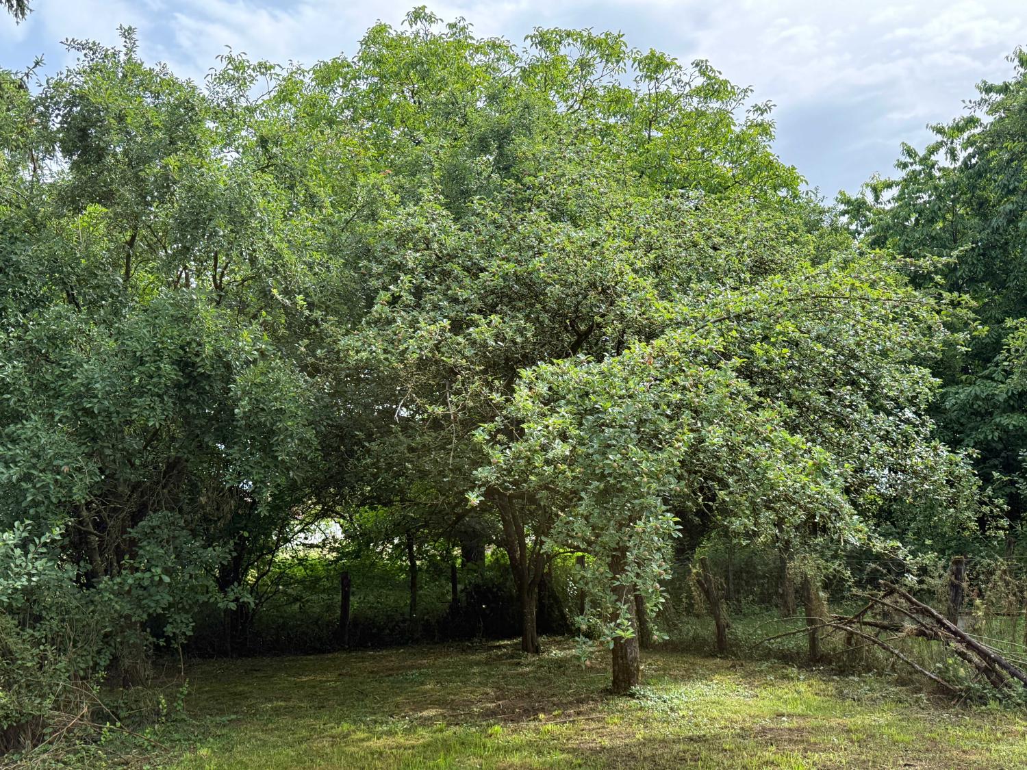 kaufen Dorfbauernhof Augicourt Haute-Saône 27